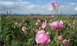 保加利亚玫瑰谷什么气候 保加利亚的玫瑰
